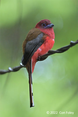 Trogon, Red-headed (male) @ Hemment Trail