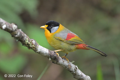 Mesia, Silver-eared @ Mager Trail