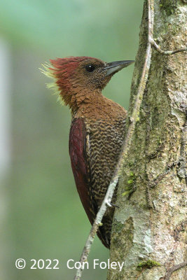 Woodpecker, Banded