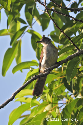 Bulbul, Puff-backed