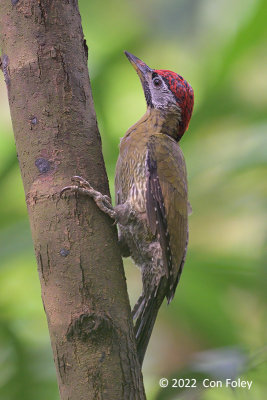 Woodpecker, Laced (male) @ Hindhede