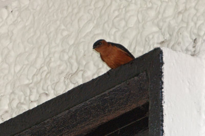 Swallow, Rufous-bellied @ The Gap Resthouse