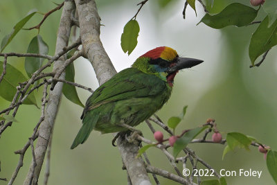 Barbet, Red-throated