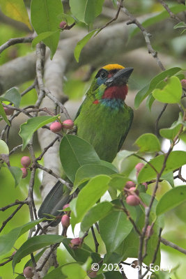 Barbet, Red-throated (male) @ The Gap