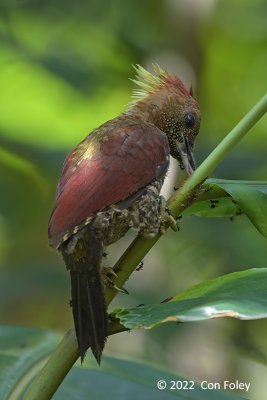 Woodpecker, Banded (female) @ The Gap