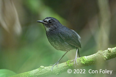 Shortwing, Lesser, (male) @ Jln Mager