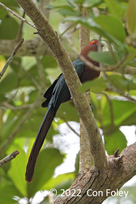 Malkoha, Chestnut-breasted (female) @ The Old Road