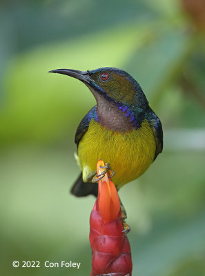 Sunbird, Brown-throated (male) @ Botanic Gardens