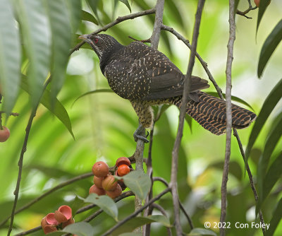 Koel, Asian (female) @ Botanic Gardens