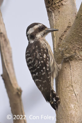 Woodpecker, Sunda Pygmy @ Jln Tg Resang