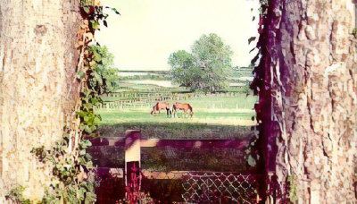 Horses at the base of Watership Down