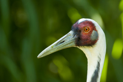 Beaked