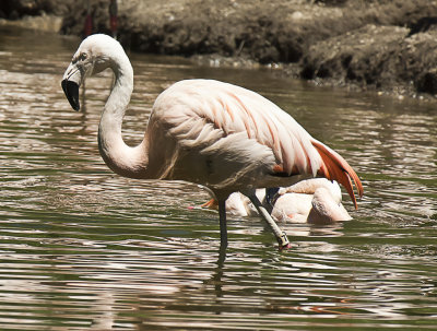 Flamingo
