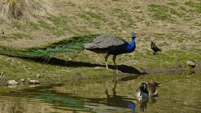 Peacock