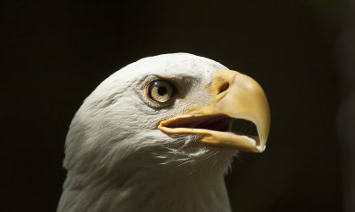  Eagle Eye