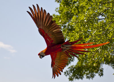 Macaw