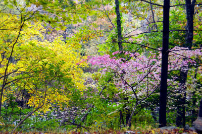 Roadside Bush