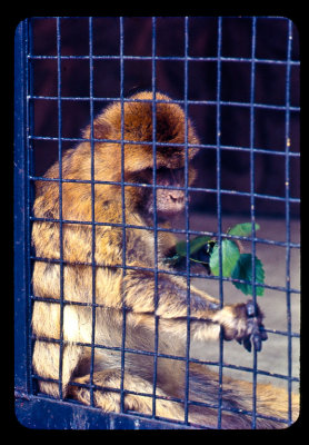 Monkey Business