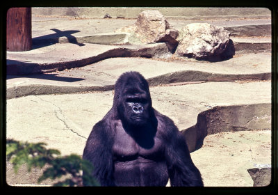 Mighty Joe