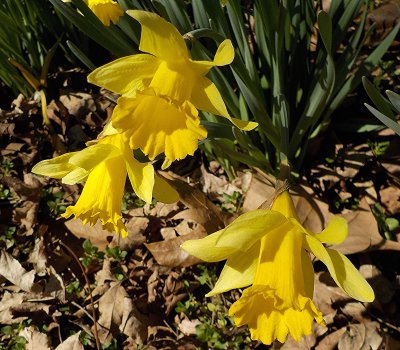 Daffodils_31619_006.JPG