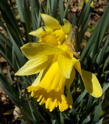 Daffodils_31619_008.JPG