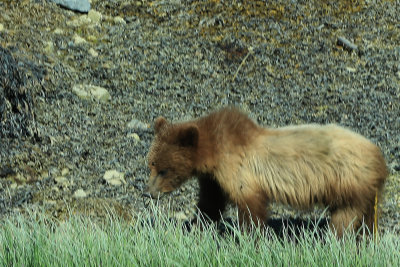 Young Grizzly Bear