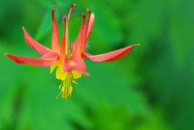 Flora 1