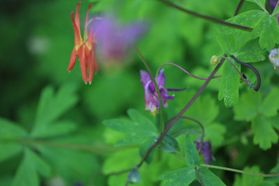 Flora 2