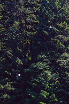 Eagles fleeing incoming threat