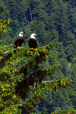 Eagles watching fauna fishing (If an angler is slow at reeling in a catch, these birds sometimes swoop down and steal the fish)