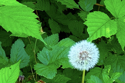 Dandelion showing off