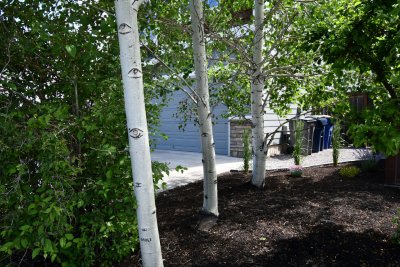 walkway to back yard and man door