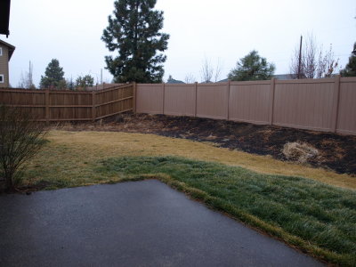 back yard.JPG