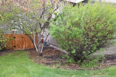 side yard.JPG
