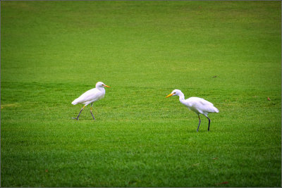 DSC_2773_1.jpg