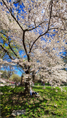 Central Park Cherry blossom 2022