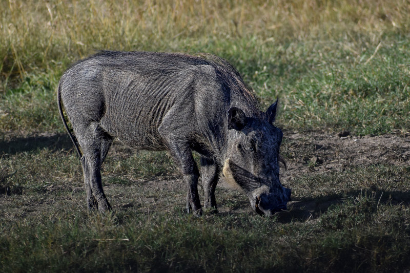 DSC_0204.jpg