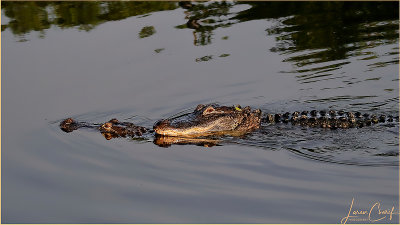 Gator Nookie
