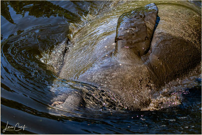 Your Flipper is Showing