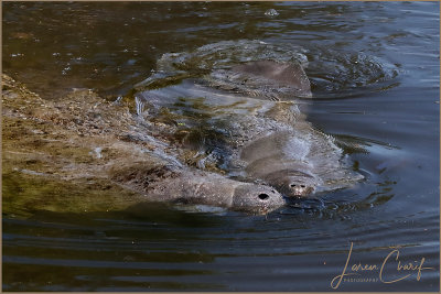 Mom & Calf
