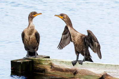 Cormorants Arguing