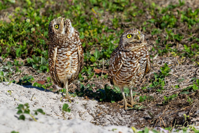 _MG_107515-2L.jpg - Watching the Sky for Predators