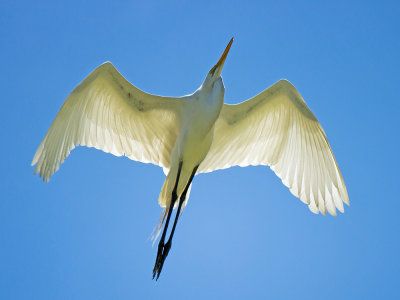 great egret