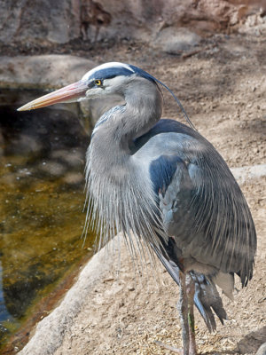 The Arizona Sonora Desert Museum