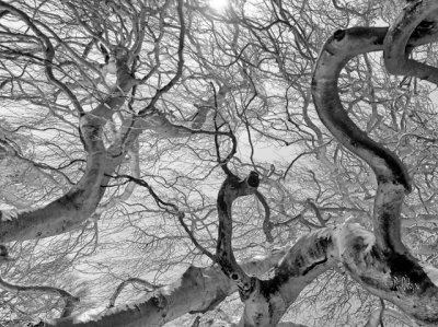 Limbs and branches