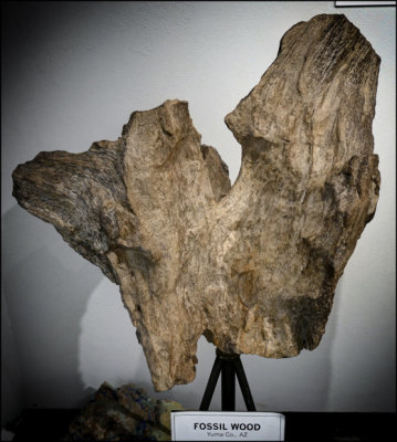 fossil wood