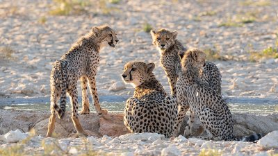 Cheetah family at leeuwdril.