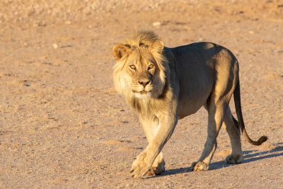 Lion at Urikaruus camp early morning