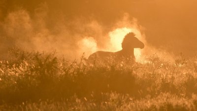 Sunset zebra