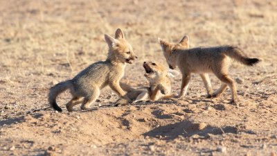 Pups Cape fox